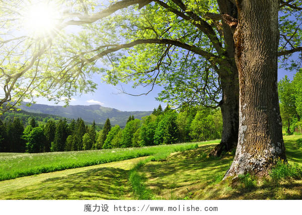 春天公园大树树下绿草树林绿色清新明亮景色风景美景